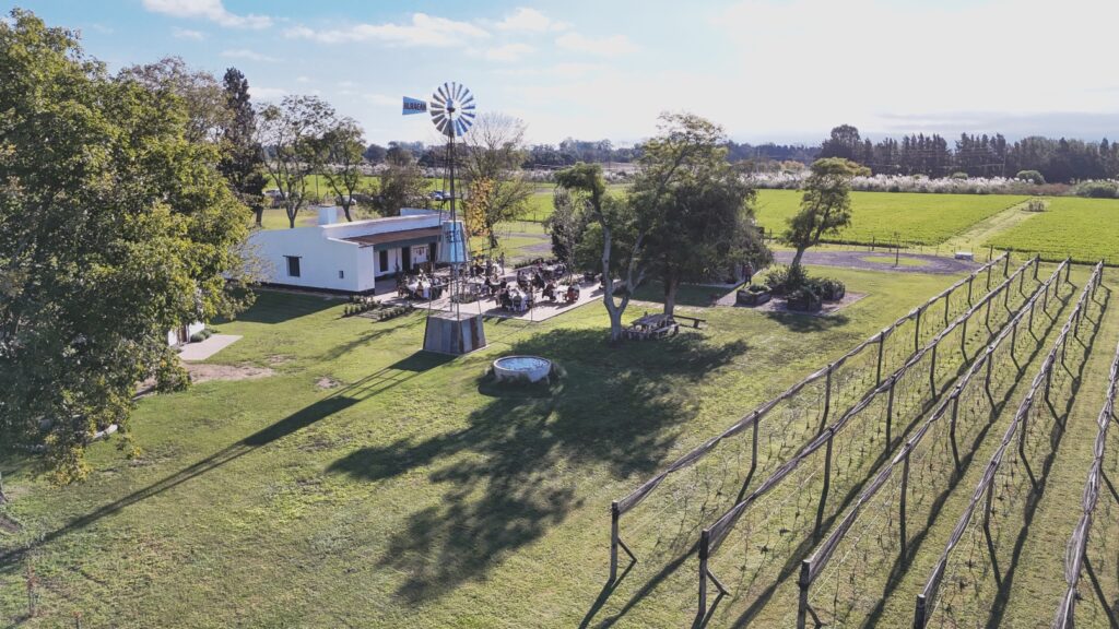 Vineyard at the Estancia